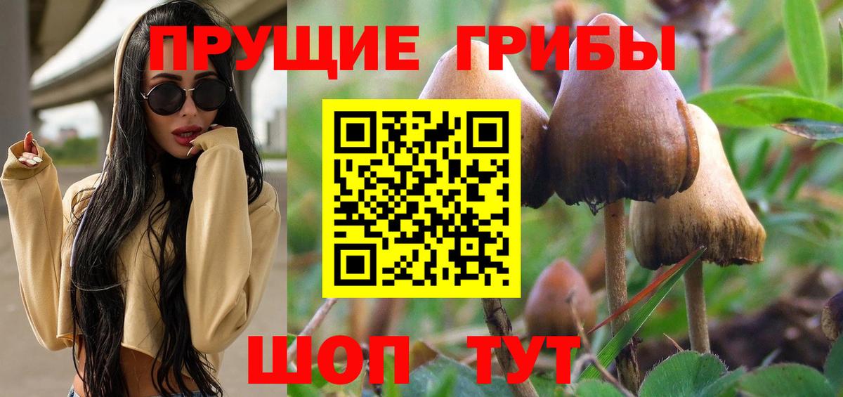 Красноармейск  Галлюциногенные грибы Psilocybine cubensis  Вход с VPN 